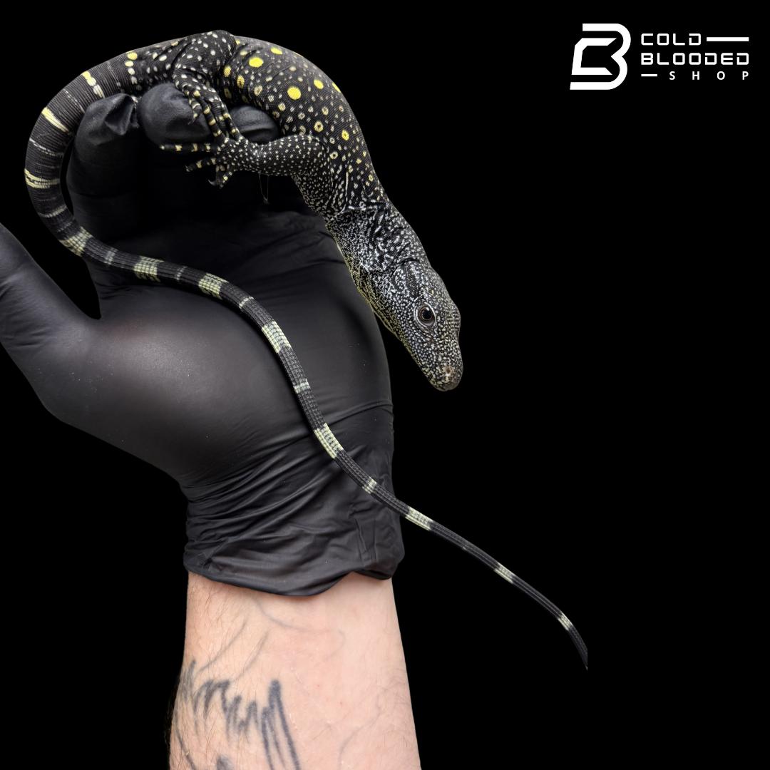 USCBB Baby Crocodile Monitor - Varanus salvadorii