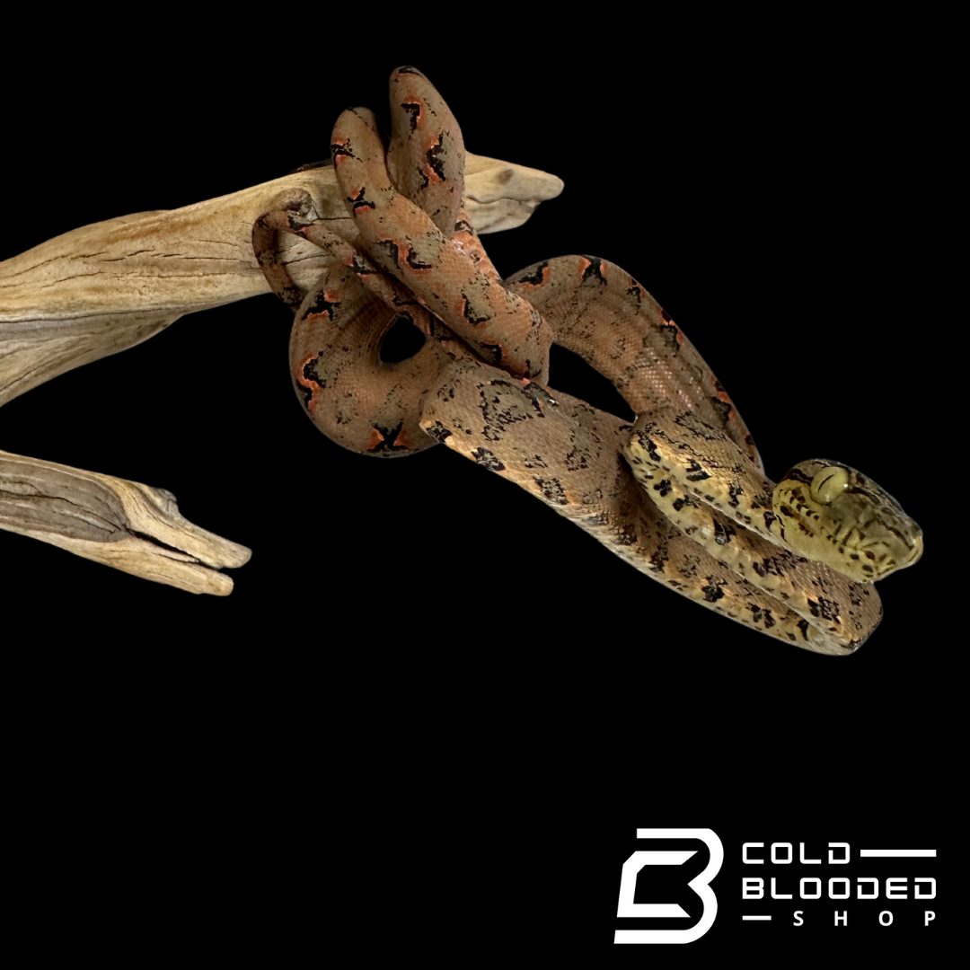 Halloween Amazon Tree Boa #24 - Corallus hortulanus
