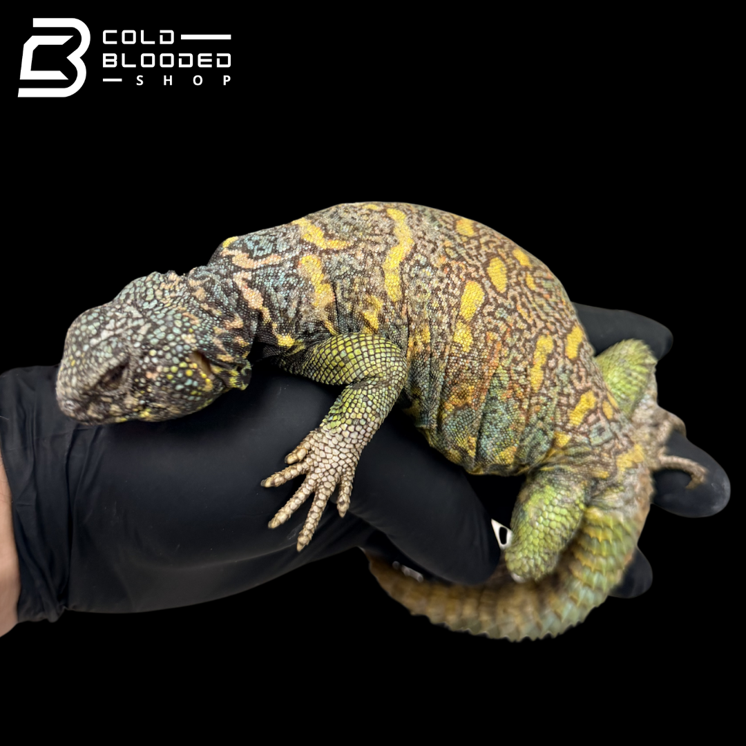 Adult Blue Ornate Uromastyx - Uromastyx ornata