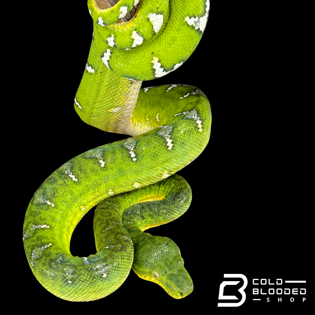 Adult male Emerald Tree Boa oddball pattern - Corallus caninus