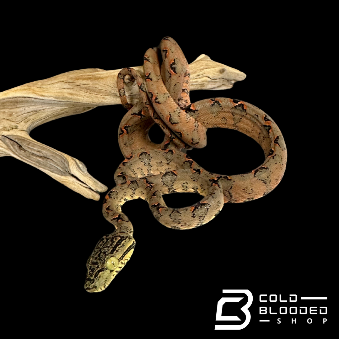 Halloween Amazon Tree Boa #24 - Corallus hortulanus