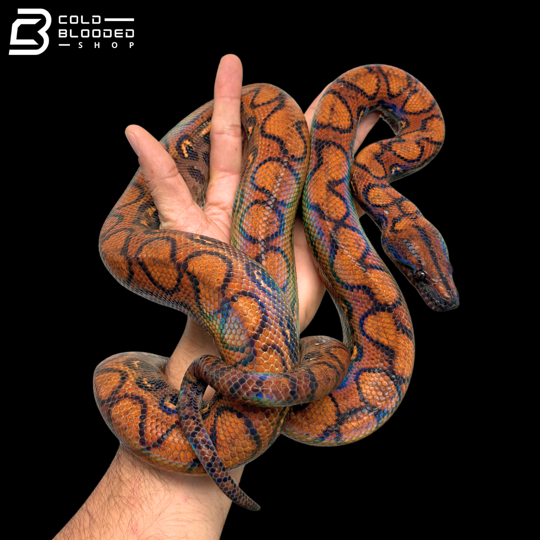 Adult Rainbow Boas - Epicrates cenchria