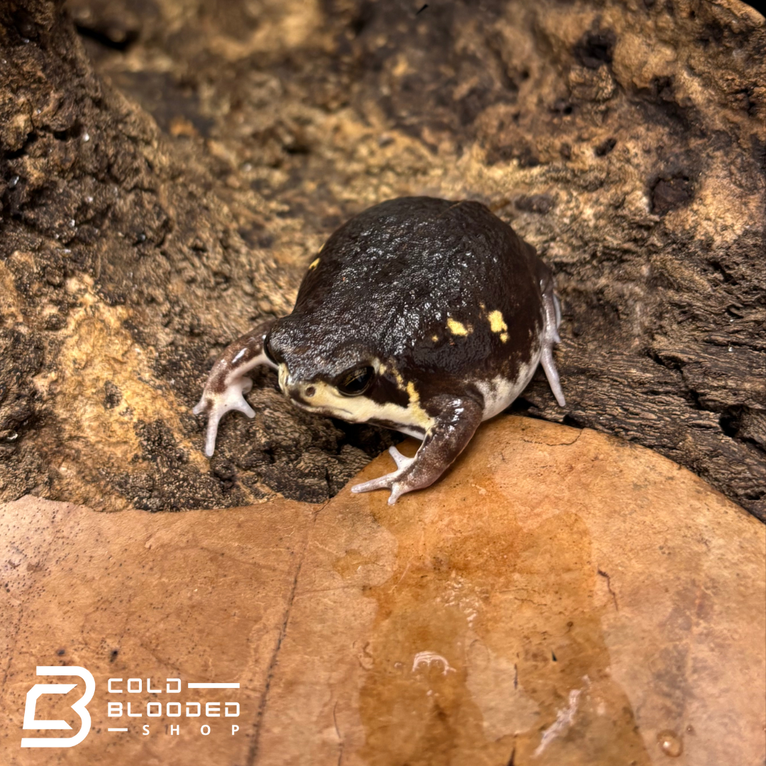 Power's Rain Frogs - Breviceps poweri