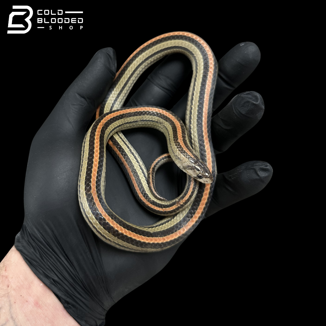 Adult Stripe Kukri Snakes - Oligodon oktolineatus