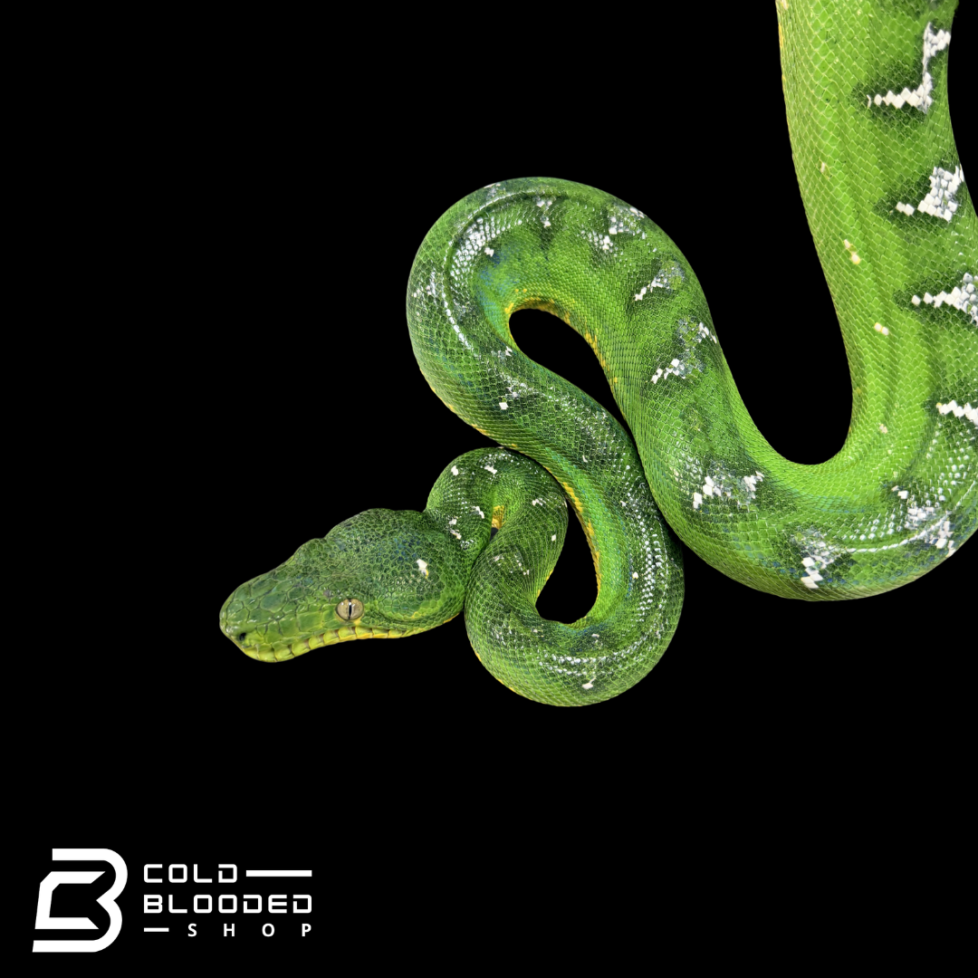Adult Female Emerald Tree Boa - Corallus caninus
