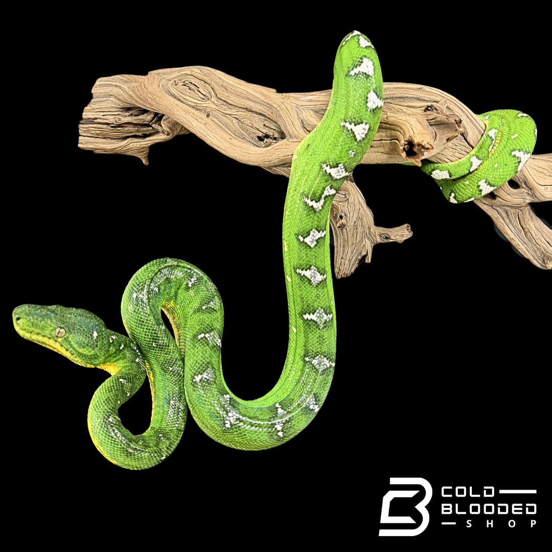 Adult Female Emerald Tree Boa - Corallus caninus