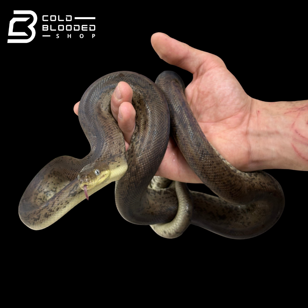 Adult Male Macklot's Python - Liasis mackloti