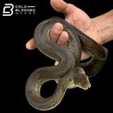 Adult Male Macklot's Python - Liasis mackloti