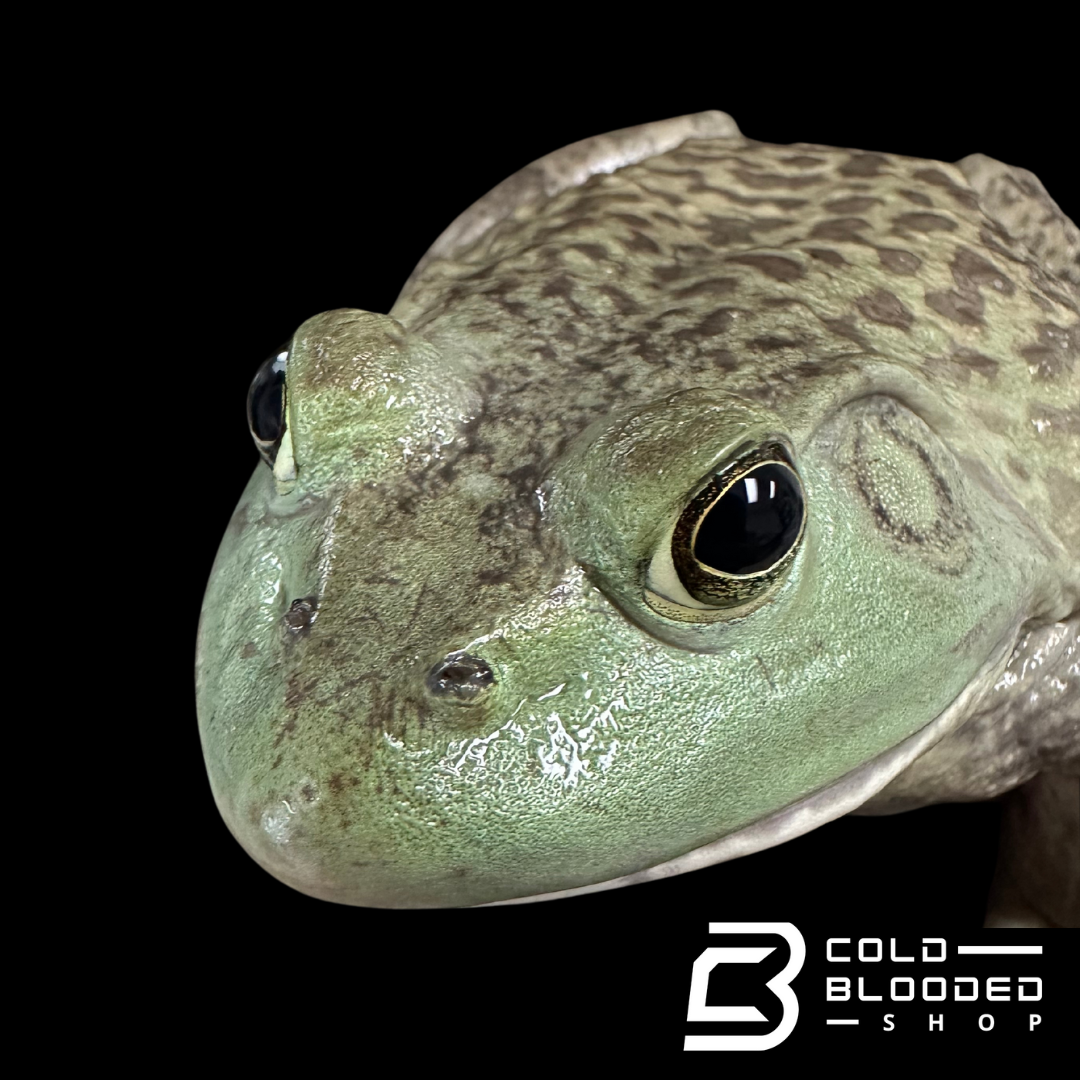 American bullfrog - Lithobates catesbeianus