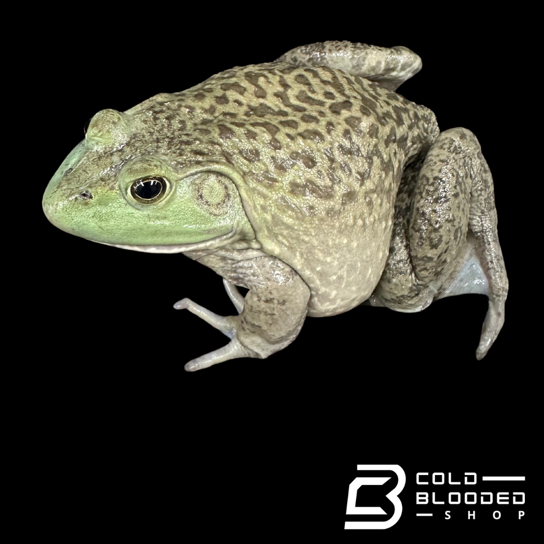 American bullfrog - Lithobates catesbeianus