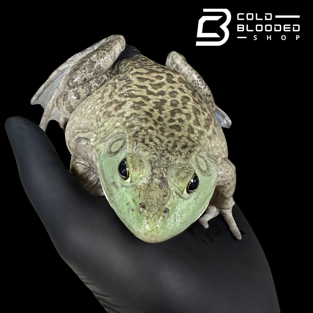 American bullfrog - Lithobates catesbeianus