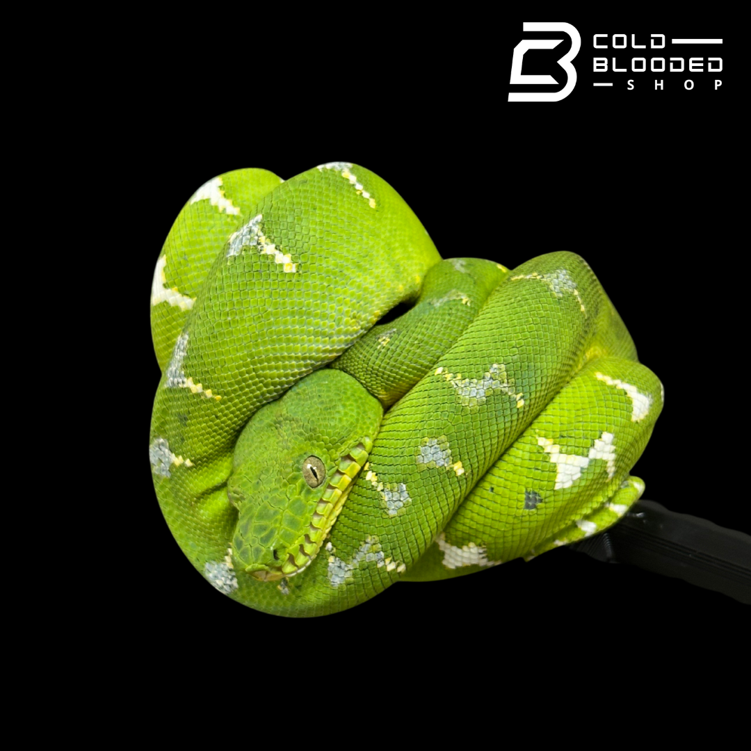Yearling Emerald Tree Boa - Corallus caninus