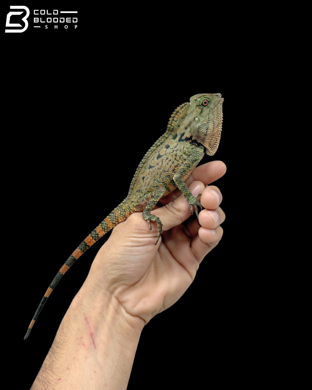 Green Doria's Angle-headed Lizards - Gonocephalus Doriae