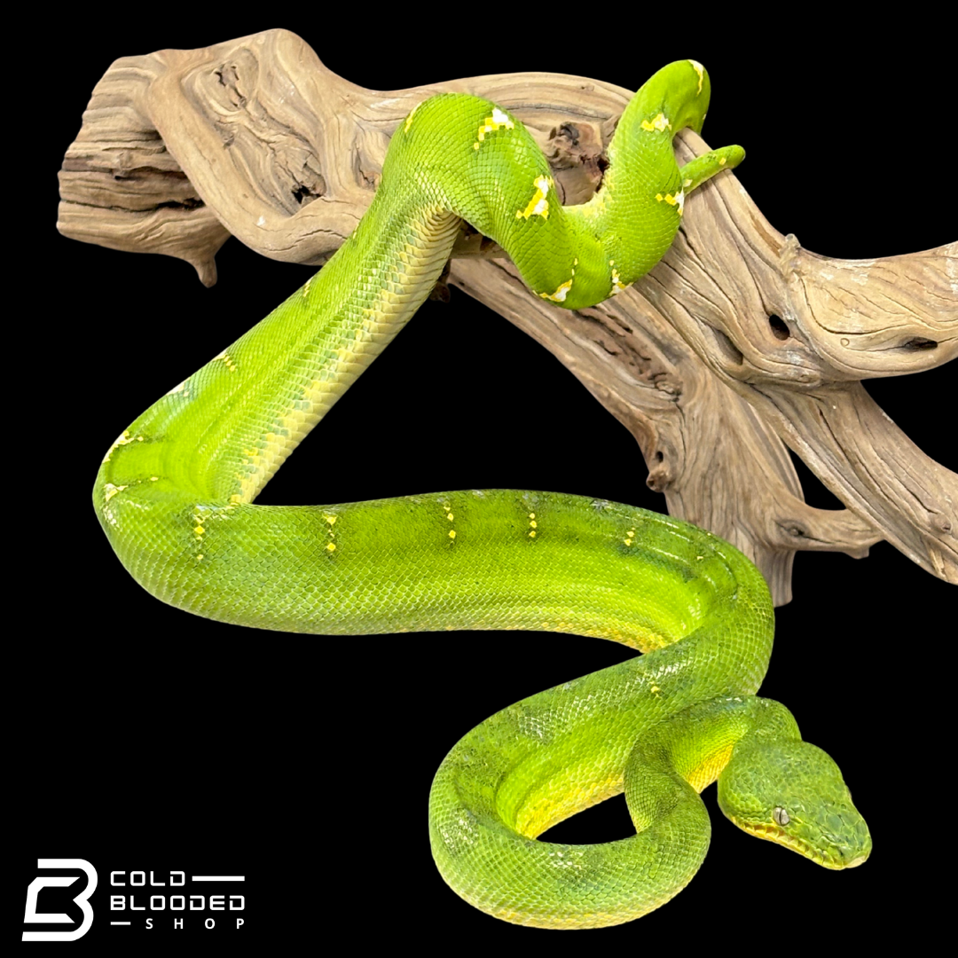 High Yellow Emerald Tree Boa - Corallus Caninus