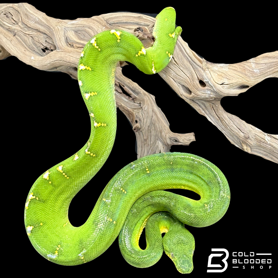 High Yellow Emerald Tree Boa - Corallus Caninus