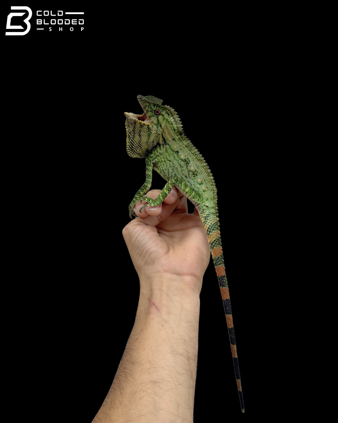 Abbott's Crested Lizards - Gonocephalus Doriae Abbotti