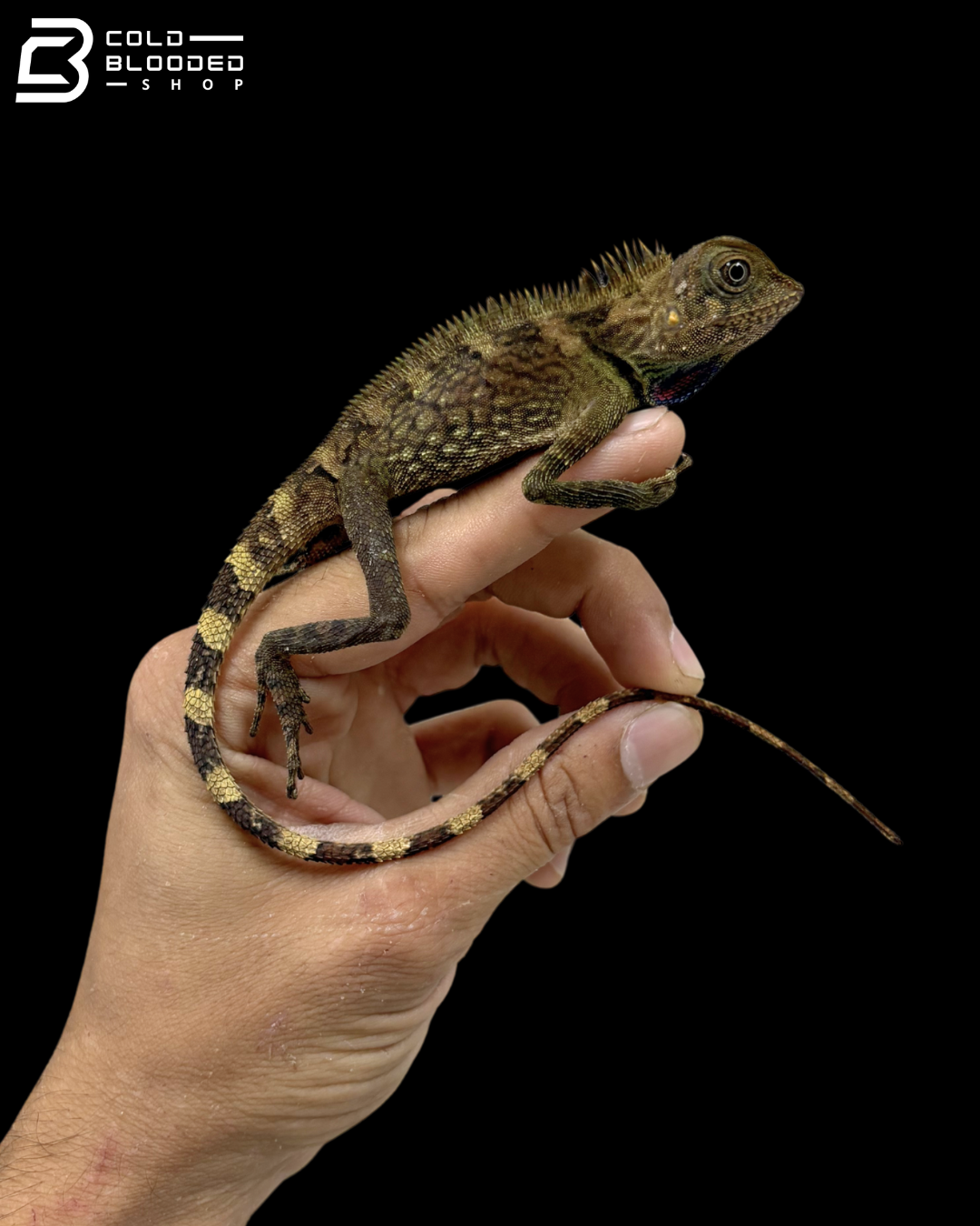Bell’s Anglehead Lizards - Gonocephalus Bellii