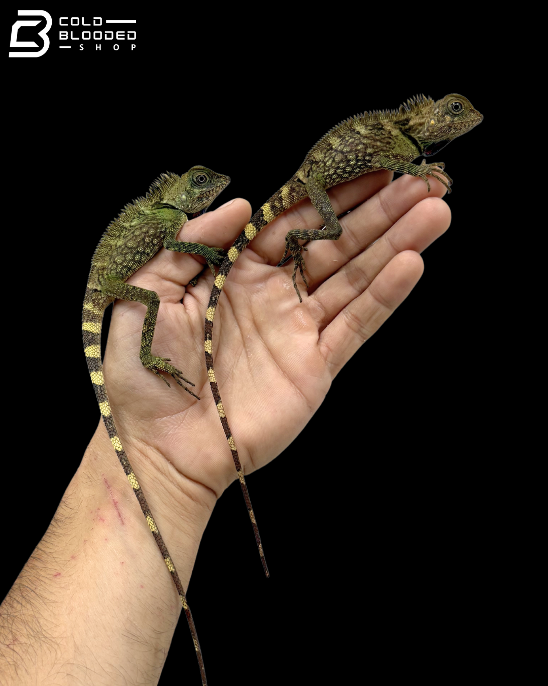 Bell’s Anglehead Lizards - Gonocephalus Bellii