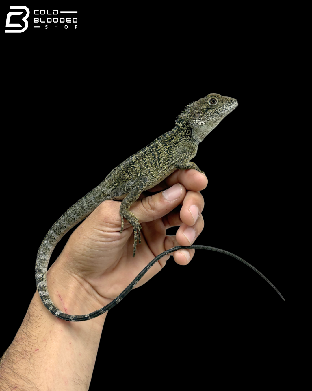 Bruijn Forest Dragons - Hypsilurus Bruijnii
