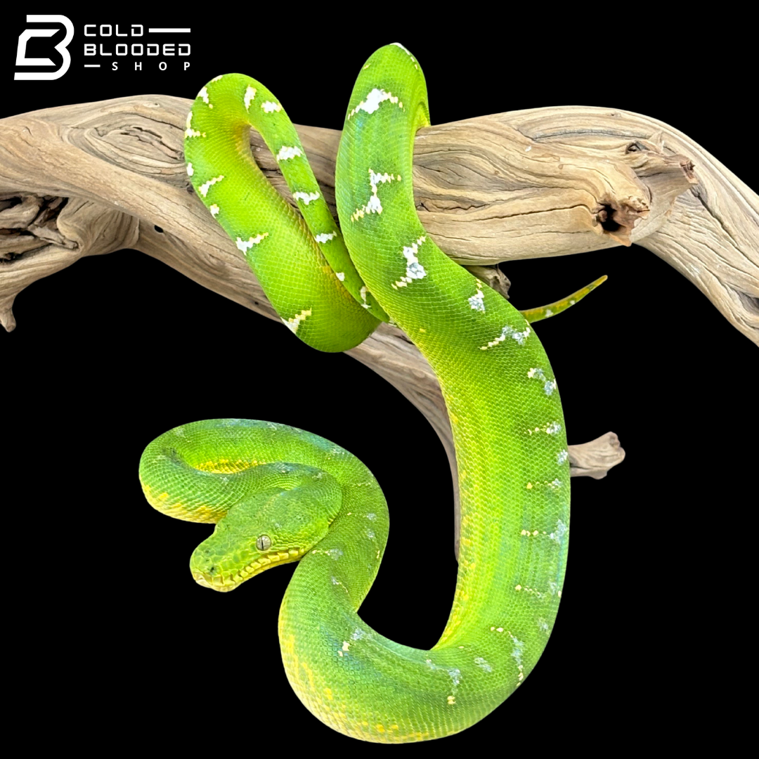 Adult Female Emerald Tree Boa - Corallus Caninus