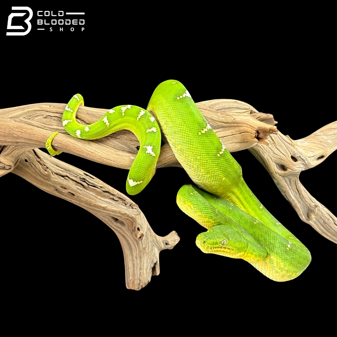 Adult Female Emerald Tree Boa - Corallus Caninus