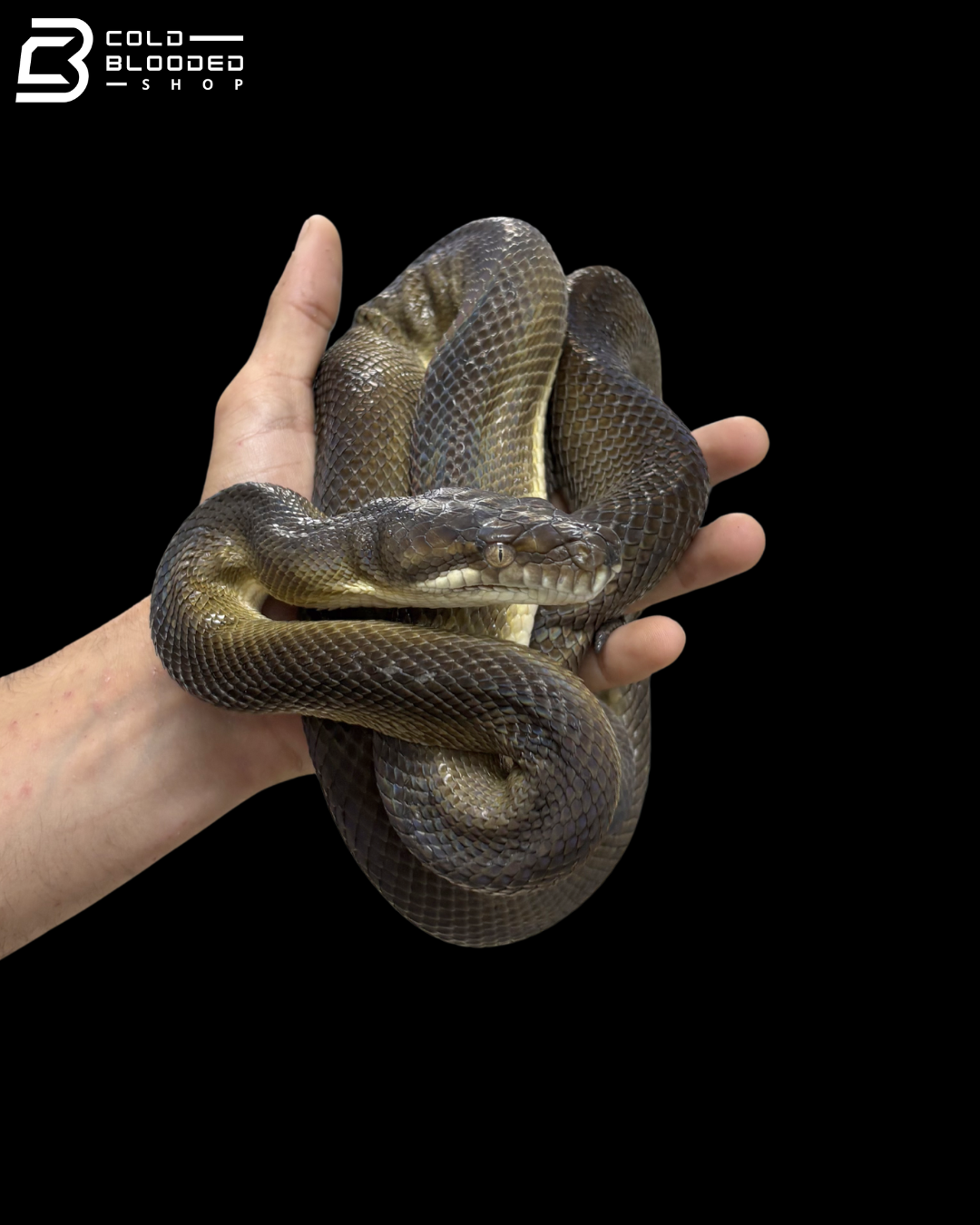 Golden Female Tanimbar Python - Simalia Nauta