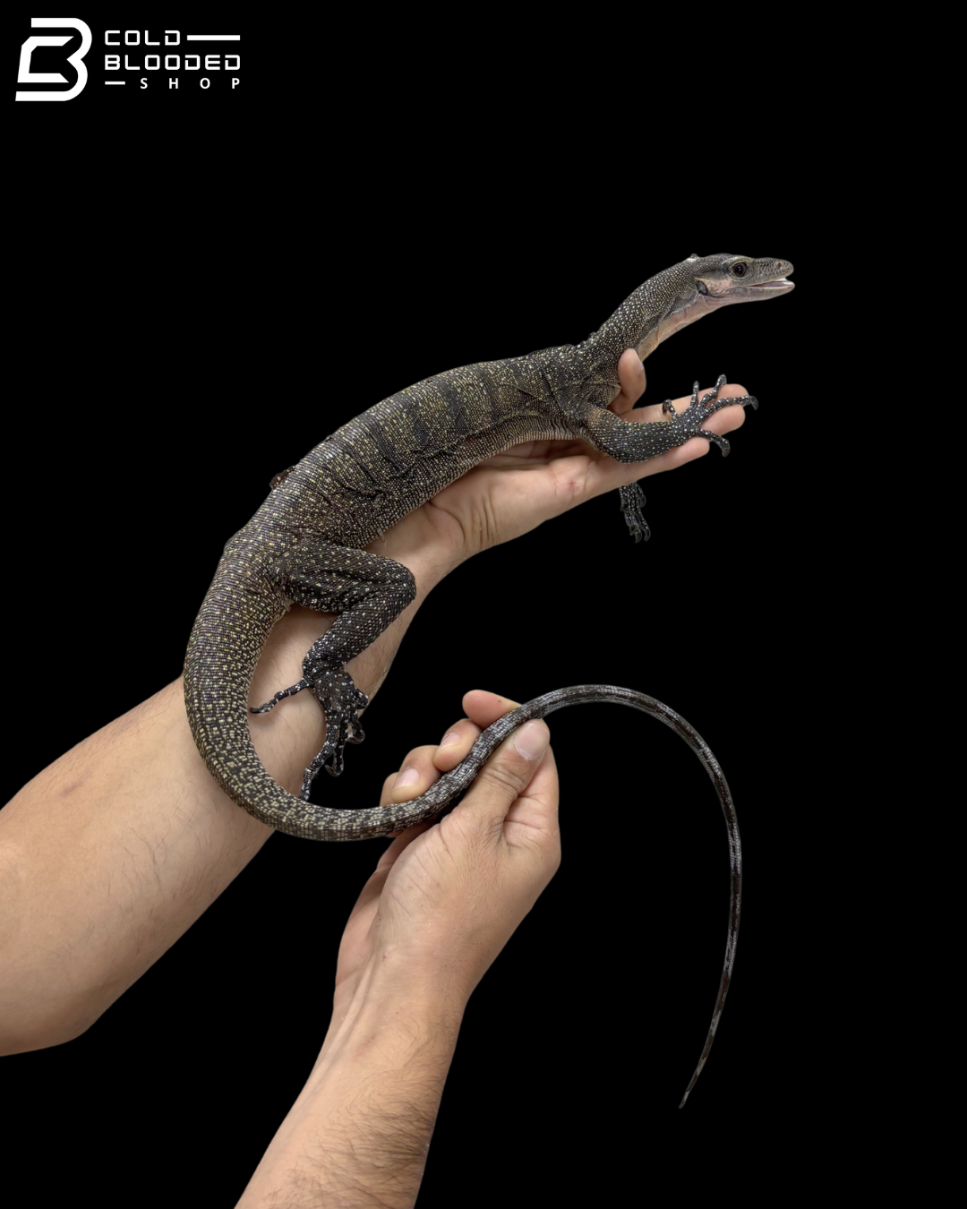 Adult Jayapura Peach-throated Monitor - Varanus Jobiensis
