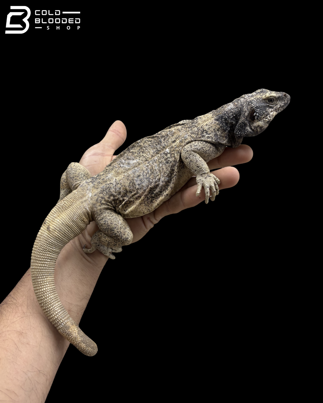 Adult Male Common Chuckwalla - Sauromalus Ater