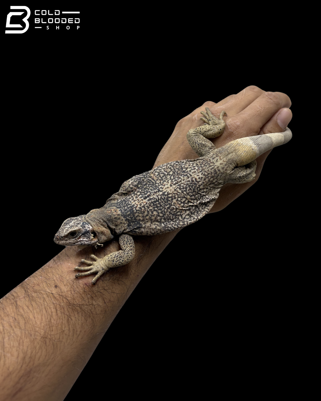 Adult Male Common Chuckwalla - Sauromalus Ater