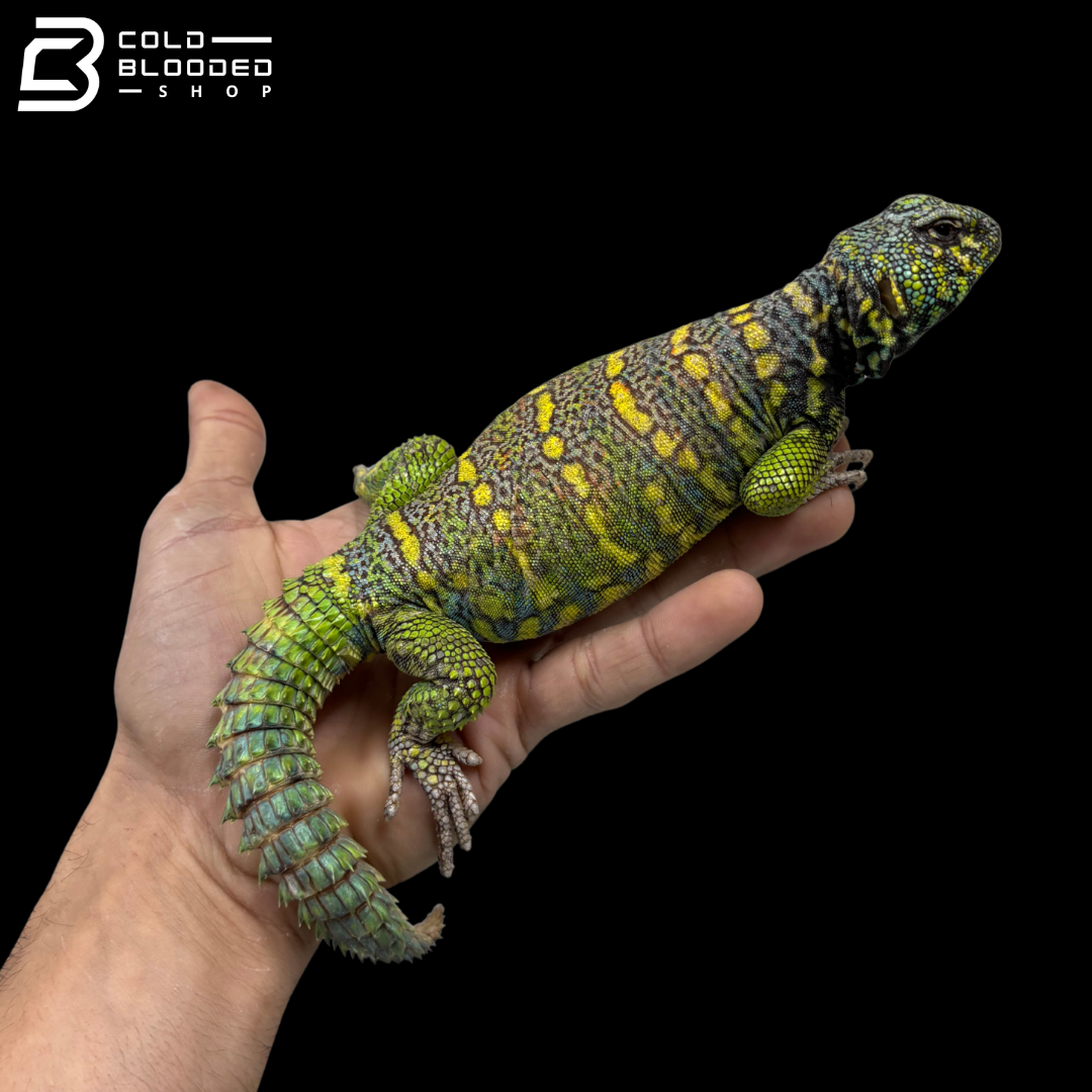 High Green\Yellow Male Ornate Uromastyx - Uromastyx Ornata