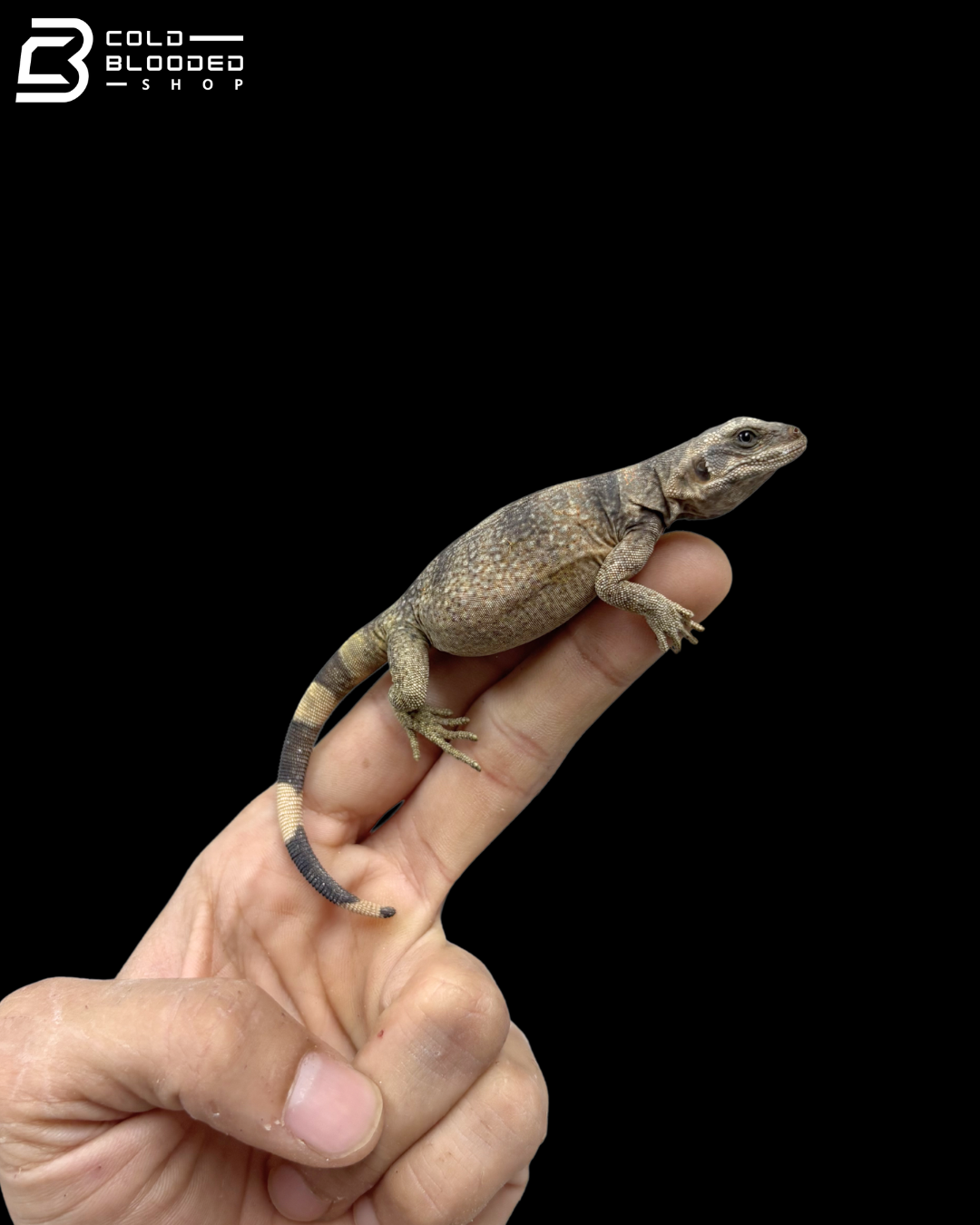 Juvenile Common Chuckwalla - Sauromalus Ater