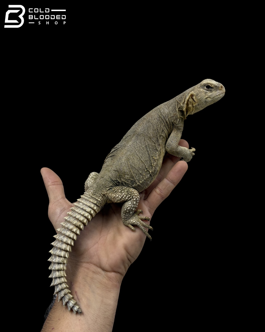Juvenile Egyptian Uromastyx - Uromastyx aegyptia