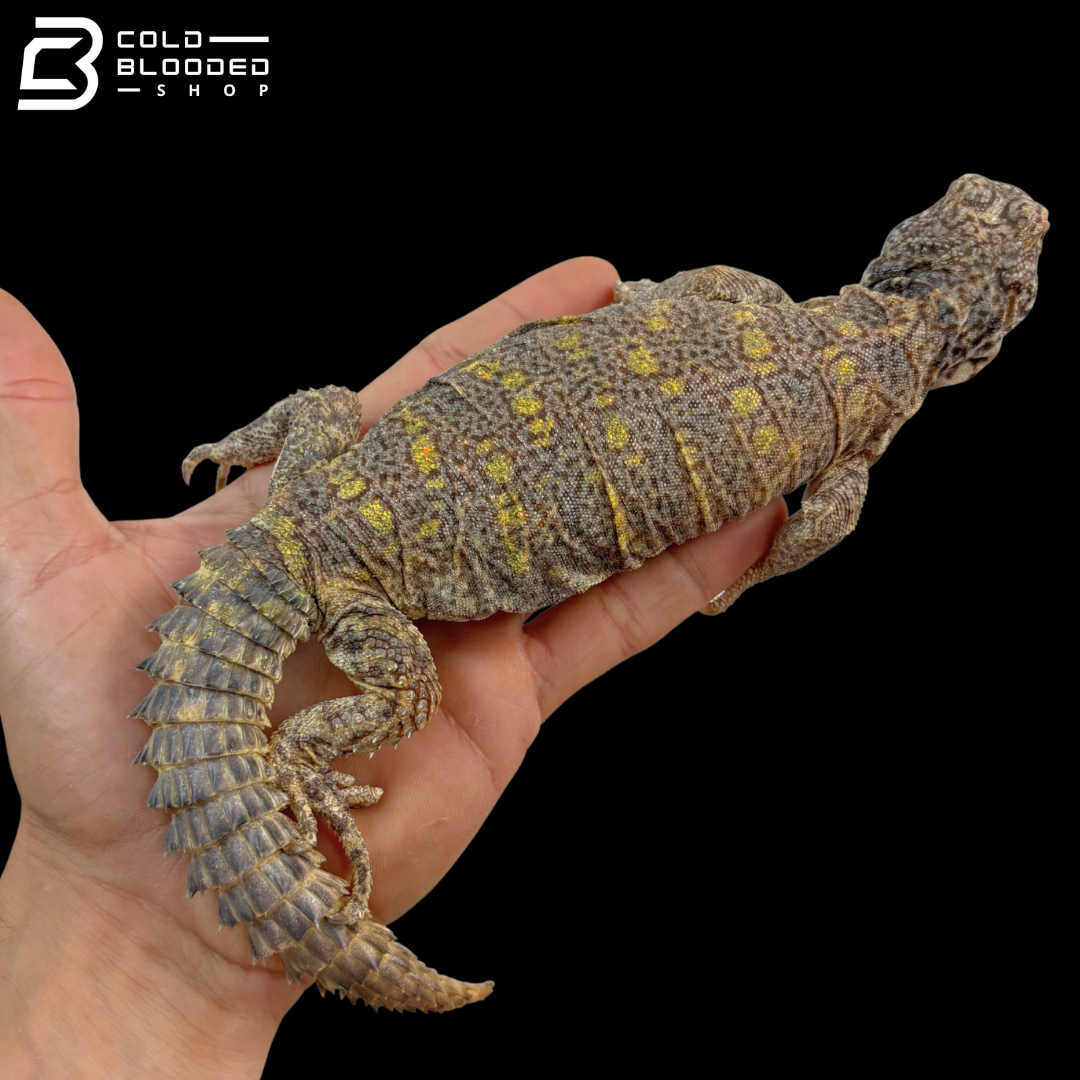 High Yellow Female Ornate Uromastyx - Uromastyx Ornata