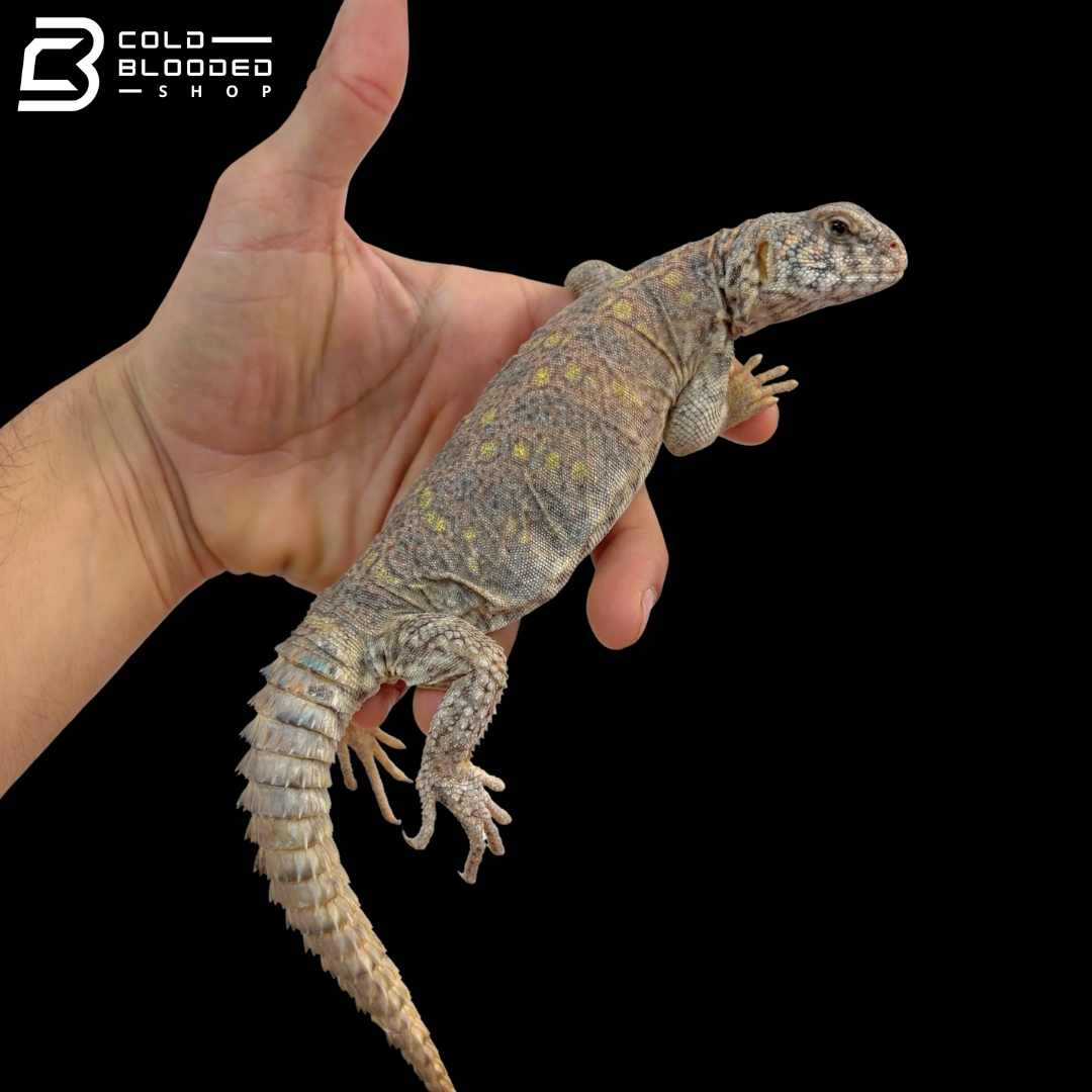 Female Ornate Uromastyx - Uromastyx Ornata