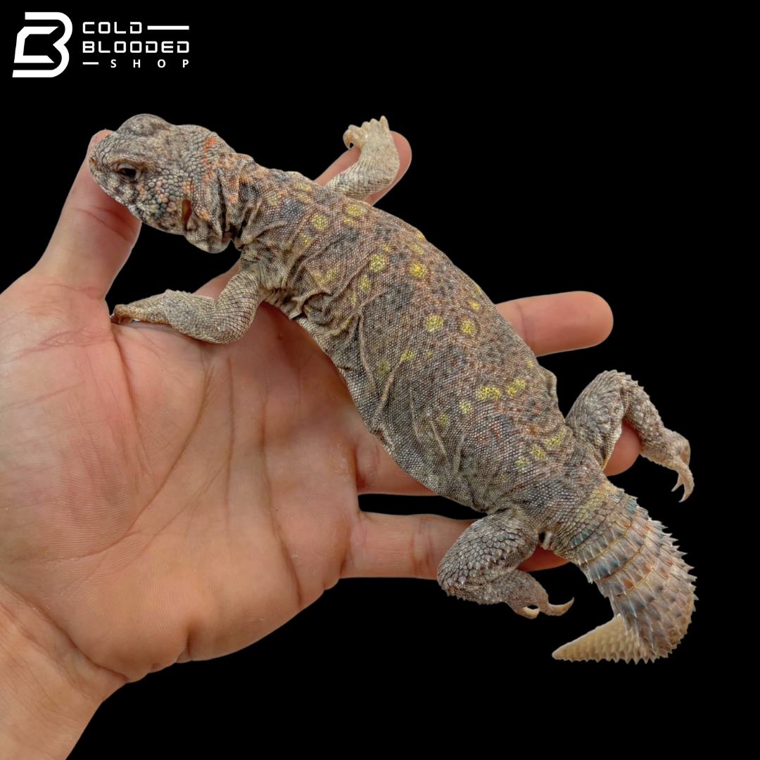 Female Ornate Uromastyx - Uromastyx Ornata