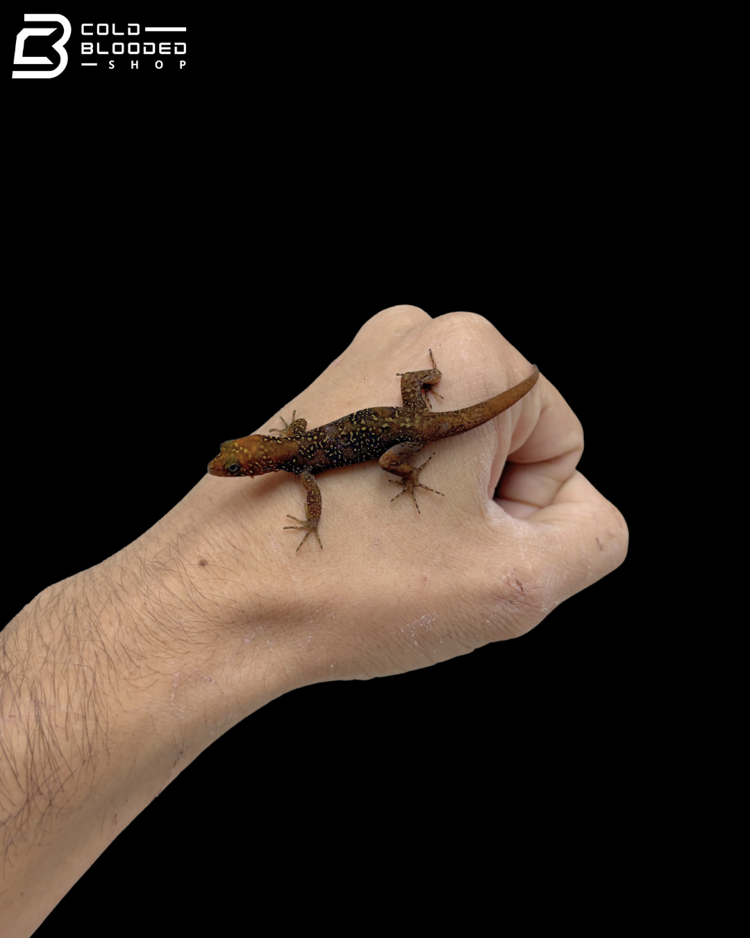Adult Male Annulated Gecko - Gonatodes Annularis