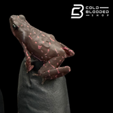 Amazonian Purple Harlequin toad - Atelopus Barbotini