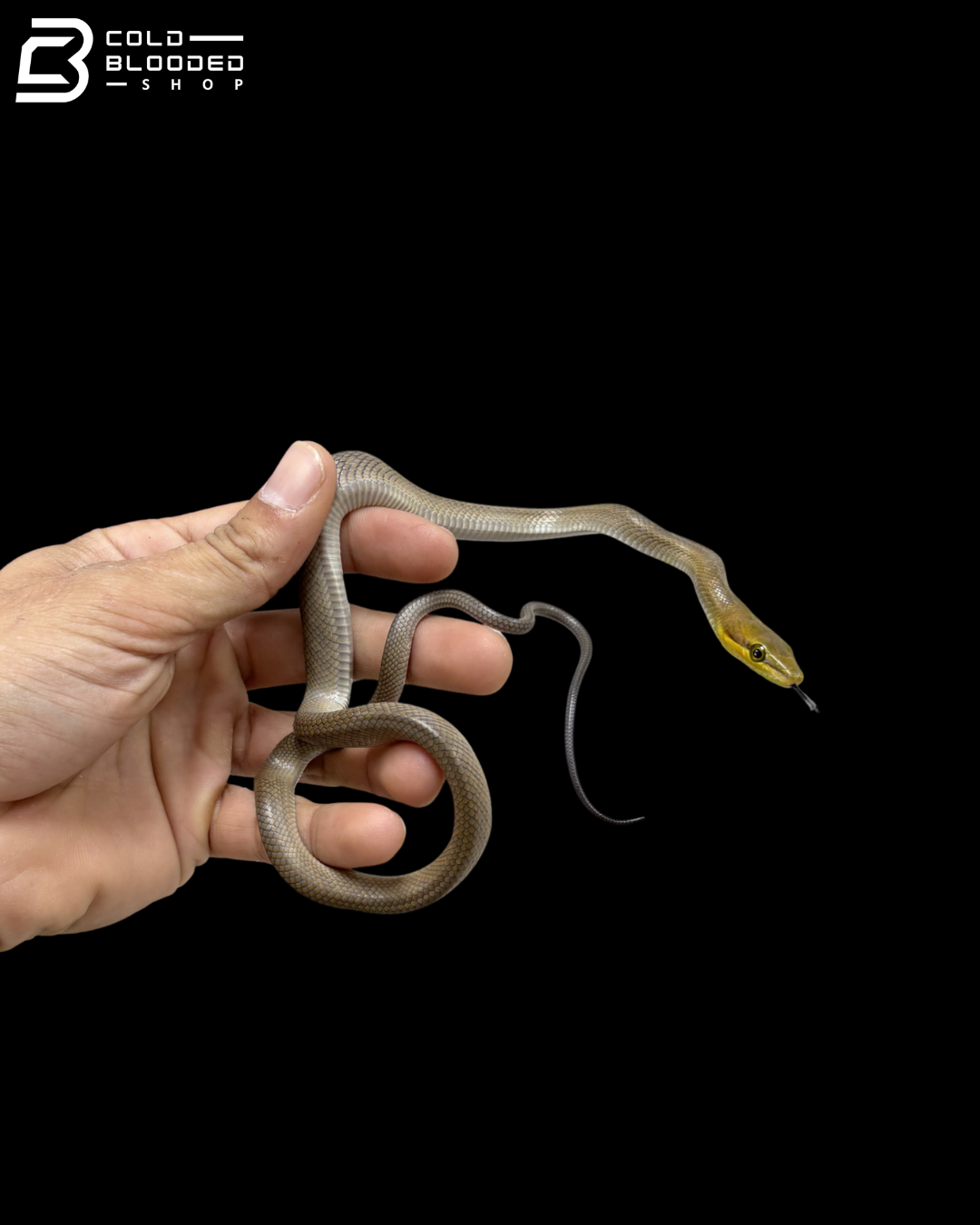 Silver Phase Pairs Red-tailed Green Rat Snake - Gonyosoma Oxycephalum