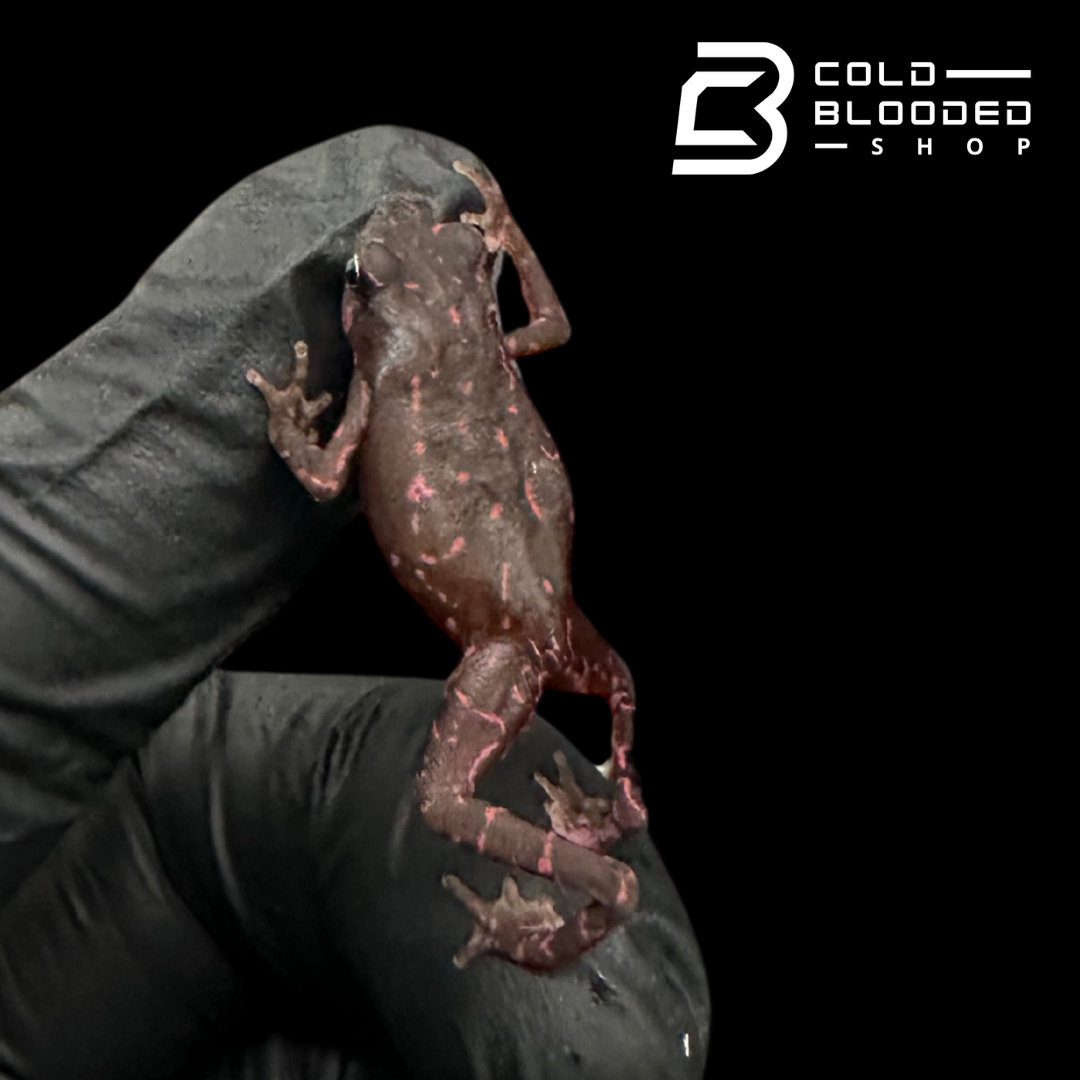 Amazonian Purple Harlequin toad - Atelopus Barbotini