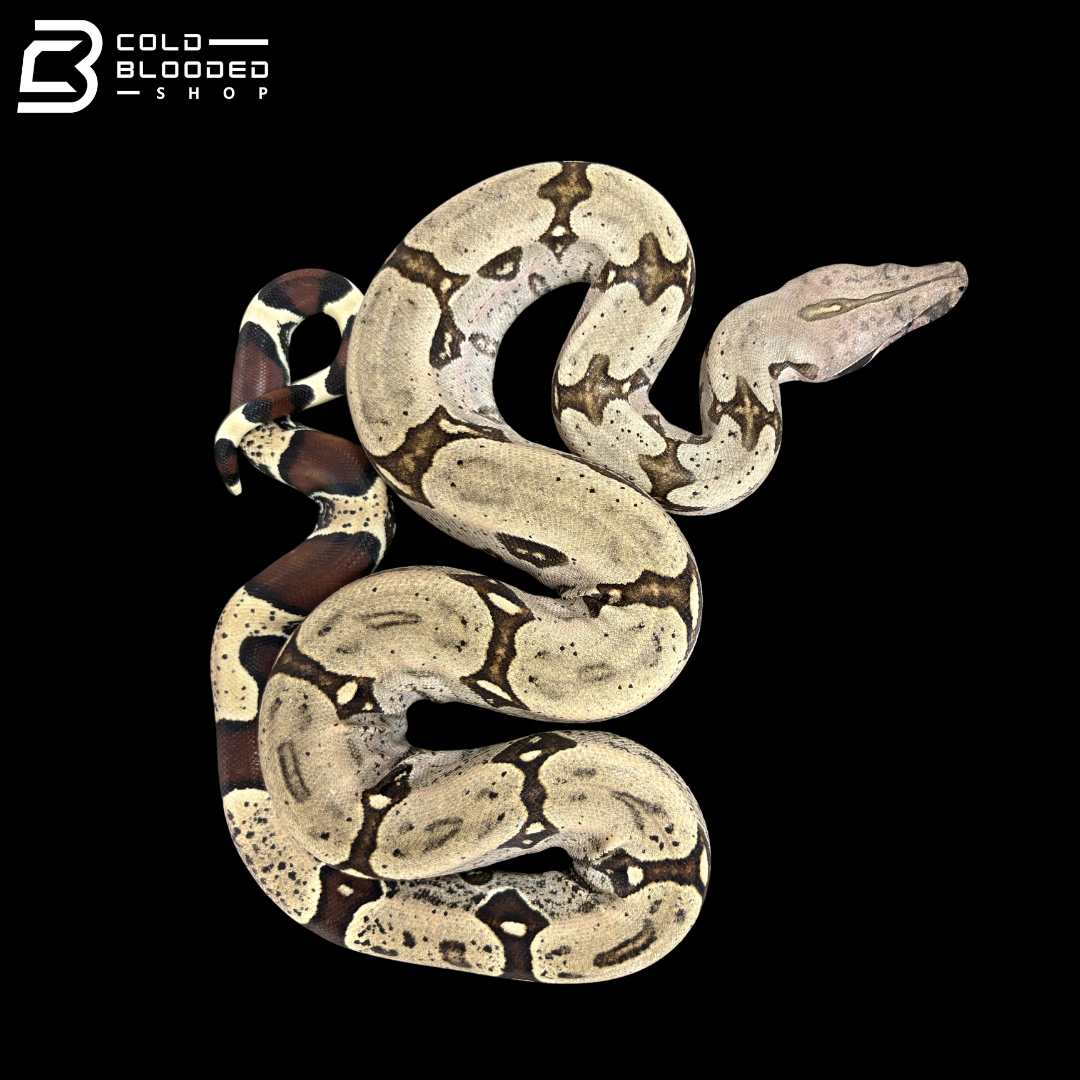 Female Suriname Boa Constrictor - Boa constrictor constrictor
