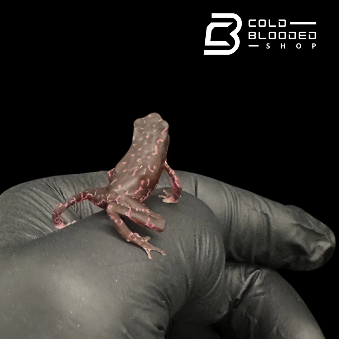 Amazonian Purple Harlequin toad - Atelopus Barbotini