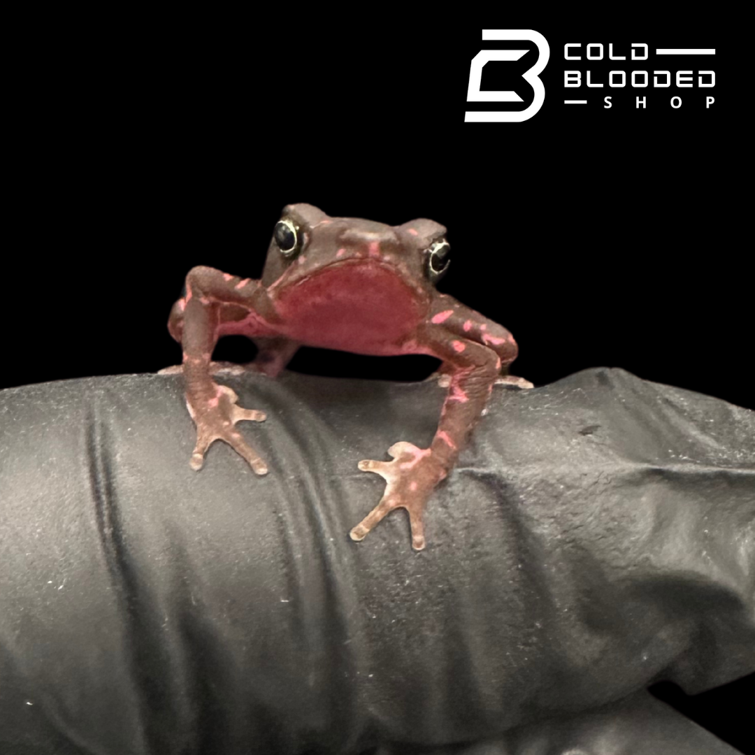 Amazonian Purple Harlequin toad - Atelopus Barbotini