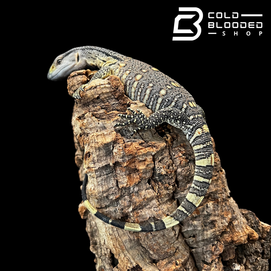 Baby Black Throat Monitors - Varanus albigularis microstictus