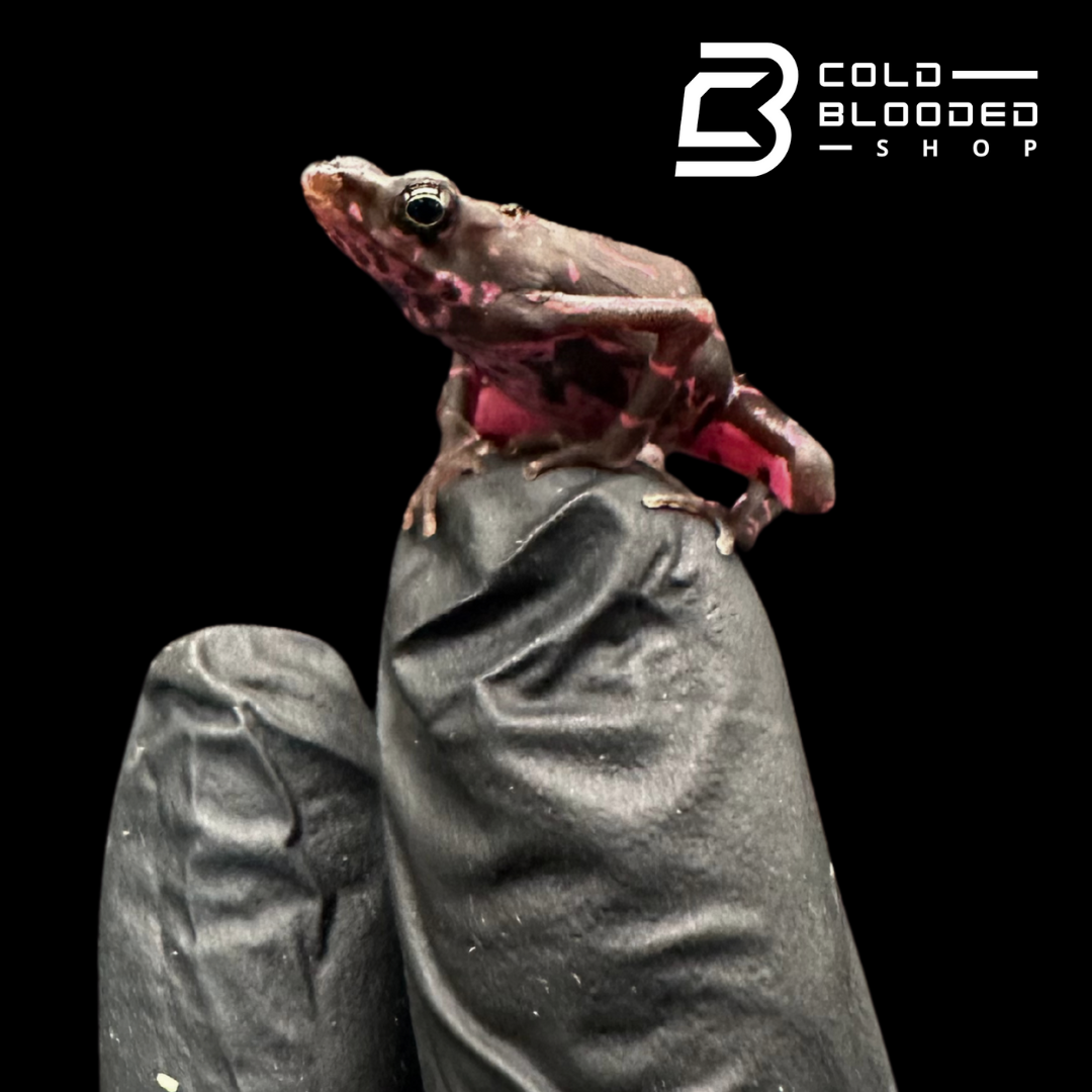 Amazonian Purple Harlequin toad - Atelopus Barbotini