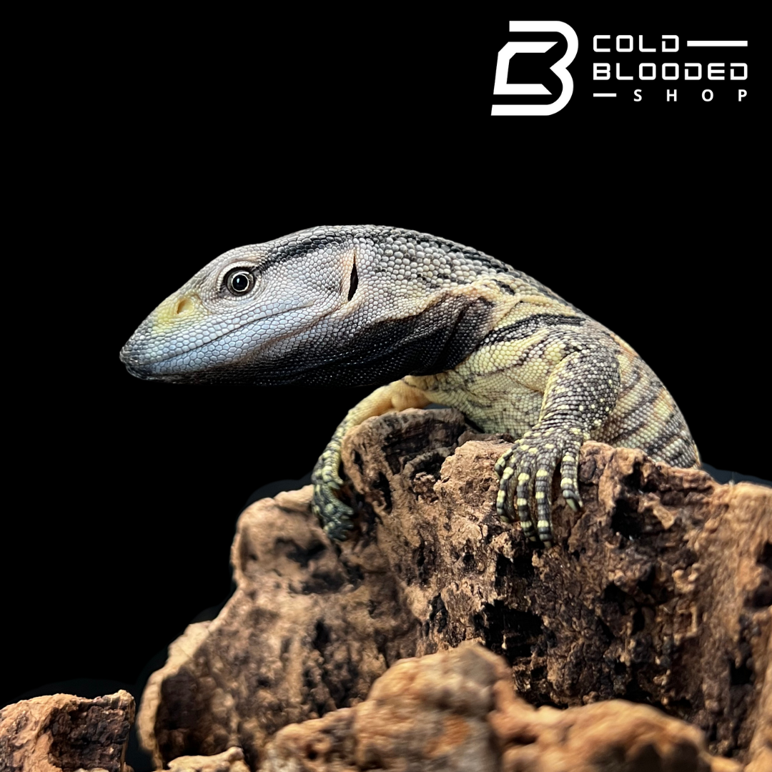 Baby Black Throat Monitors - Varanus albigularis microstictus