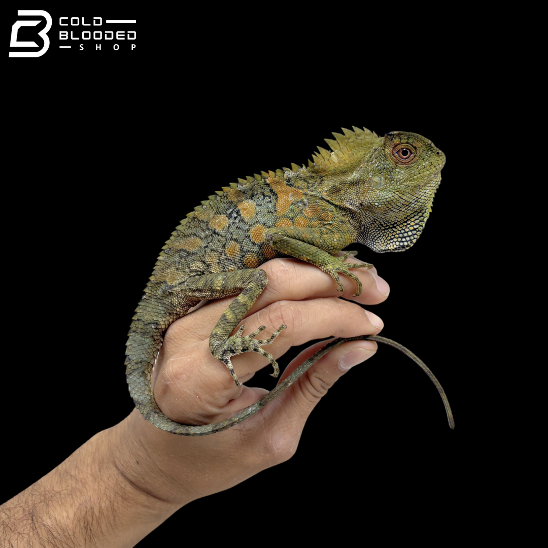 Chameleon anglehead lizards - Gonocephalus chamaeleontinus