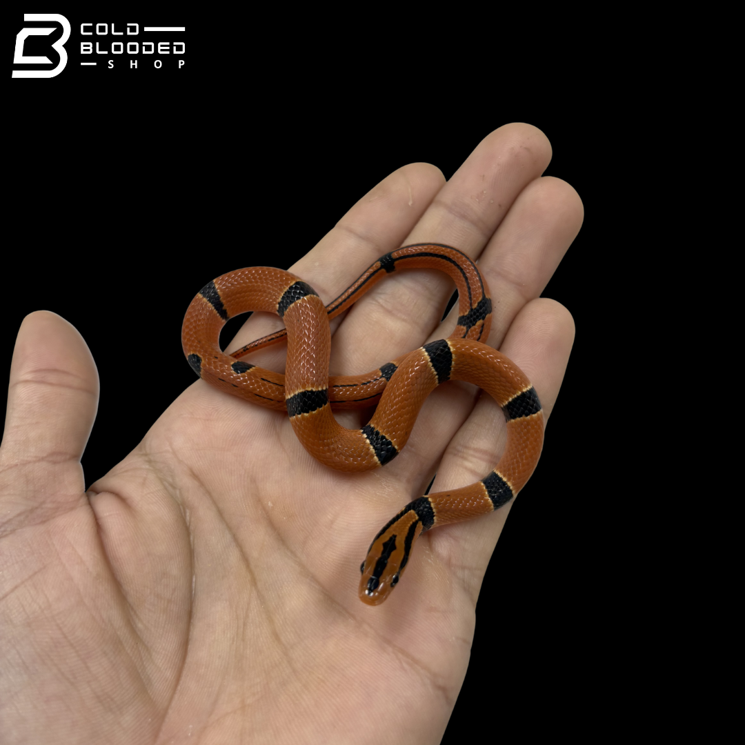 Bamboo Rat Snake - Oreocryptophis Porphyraceus