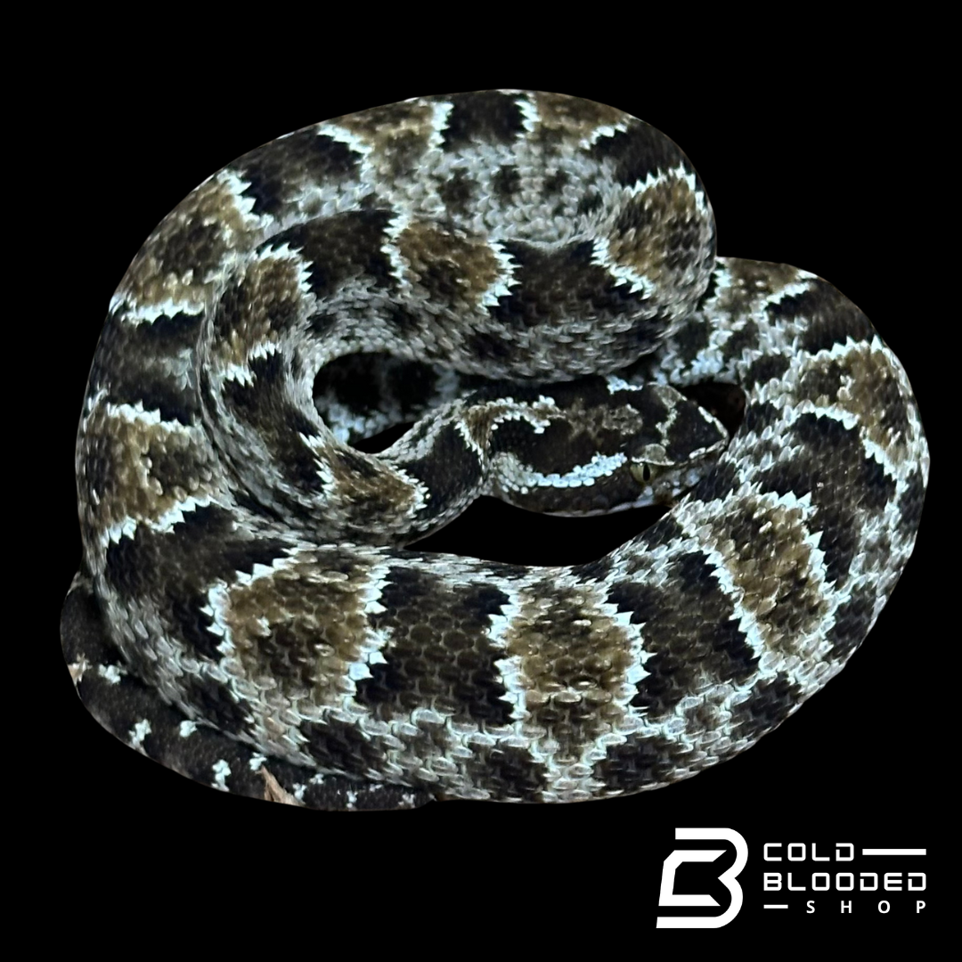 CBB Zoo Stock MALE #8 Barnett's lancehead - Bothrops barnetti