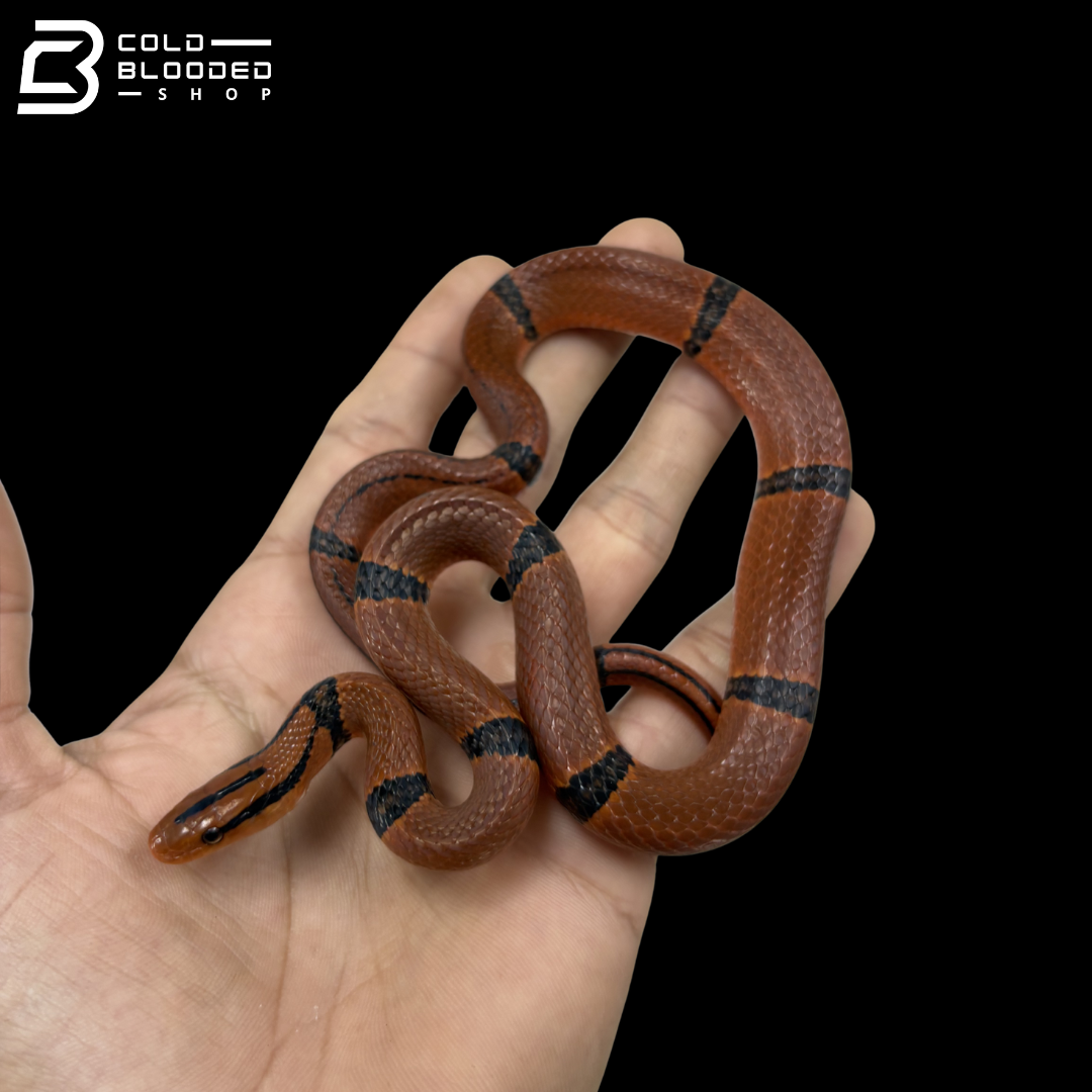Bamboo Rat Snake - Oreocryptophis Porphyraceus