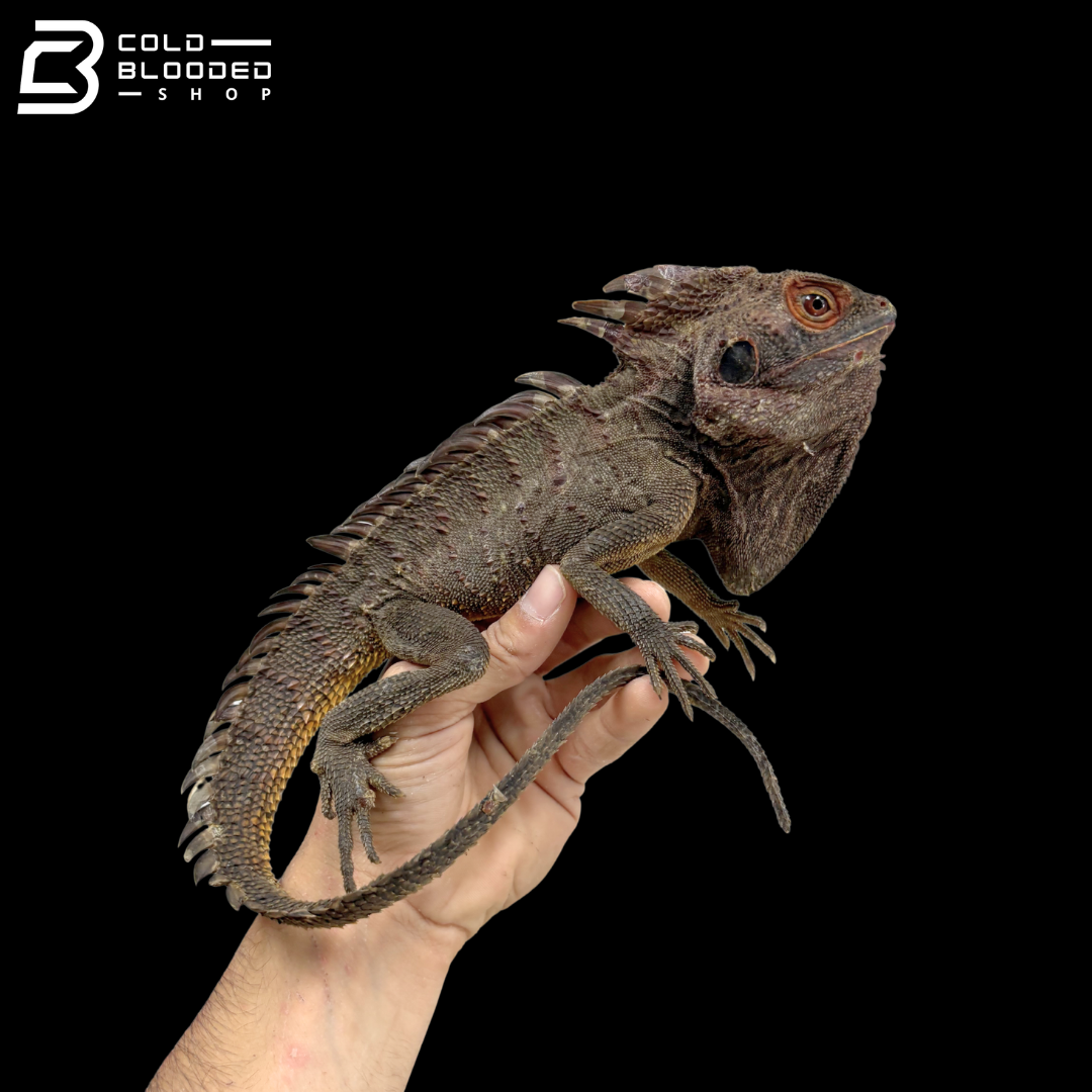 Red Crowned Forest Dragon - Lophosaurus Dilophus